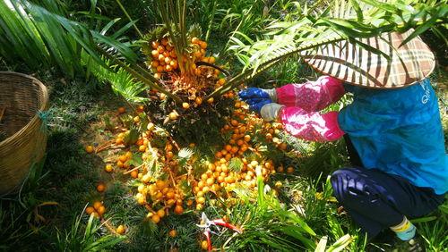 重庆铁树开花爆料视频最新,罕见现象引网友热议